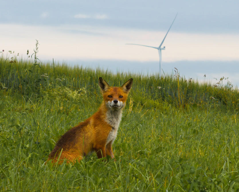 UAB „Ignitis renewables“