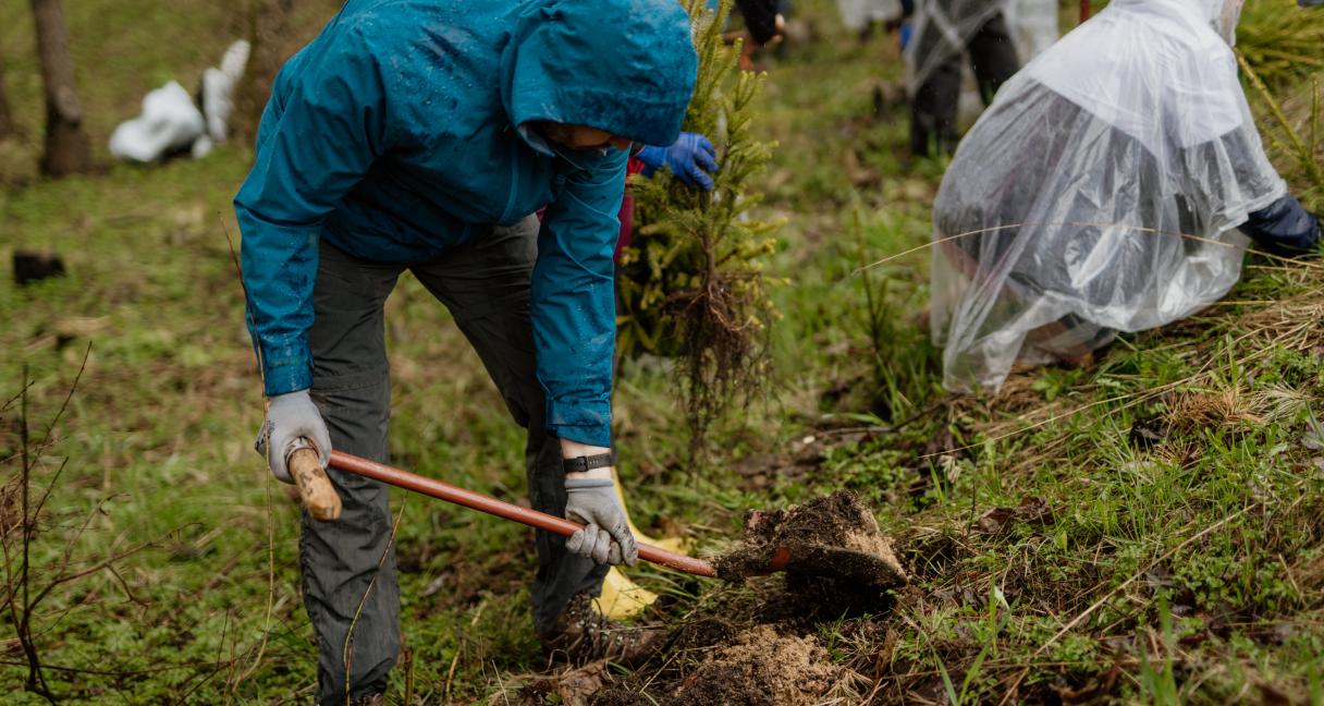 ESO darbuotojai Vingio parke pasodino kelis tūkstančius medžių