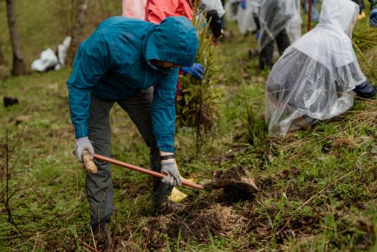ESO darbuotojai Vingio parke pasodino kelis tūkstančius medžių